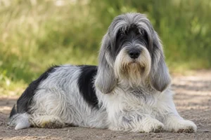 Grand Basset Griffon Vendéen — lying down