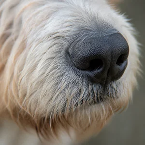 Grand Basset Griffon Vendéen — nose