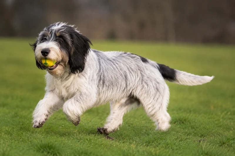 Grand Basset Griffon Vendéen — playing