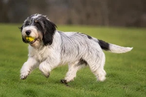 Grand Basset Griffon Vendéen — playing