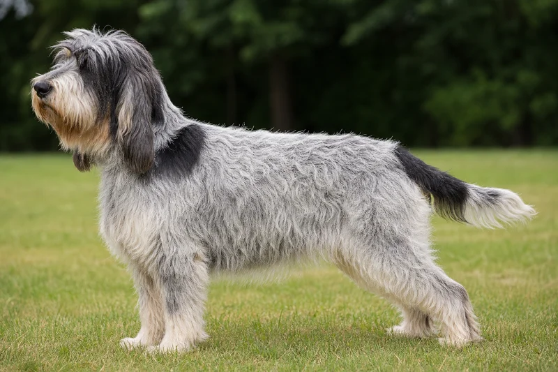 Grand Basset Griffon Vendéen — side