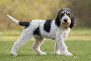 Grand Basset Griffon Vendéen — puppy (~4 mo)