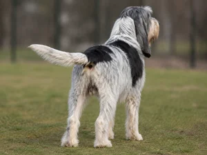Grand Basset Griffon Vendéen — rear