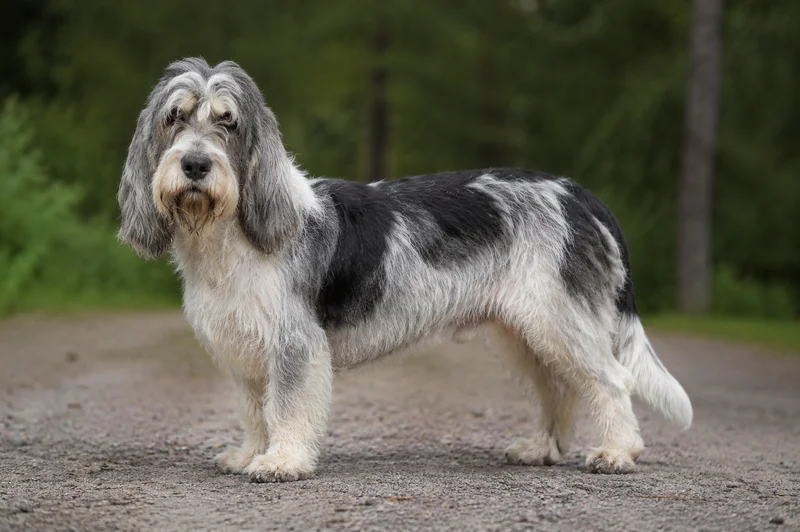 Grand Basset Griffon Vendéen — senior