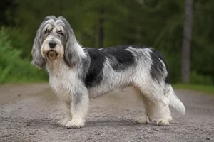 Grand Basset Griffon Vendéen — senior
