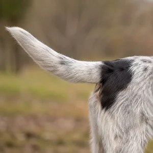 Grand Basset Griffon Vendéen — tail