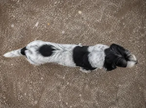 Grand Basset Griffon Vendéen — top