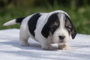 Grand Basset Griffon Vendéen — young puppy (~1 mo)