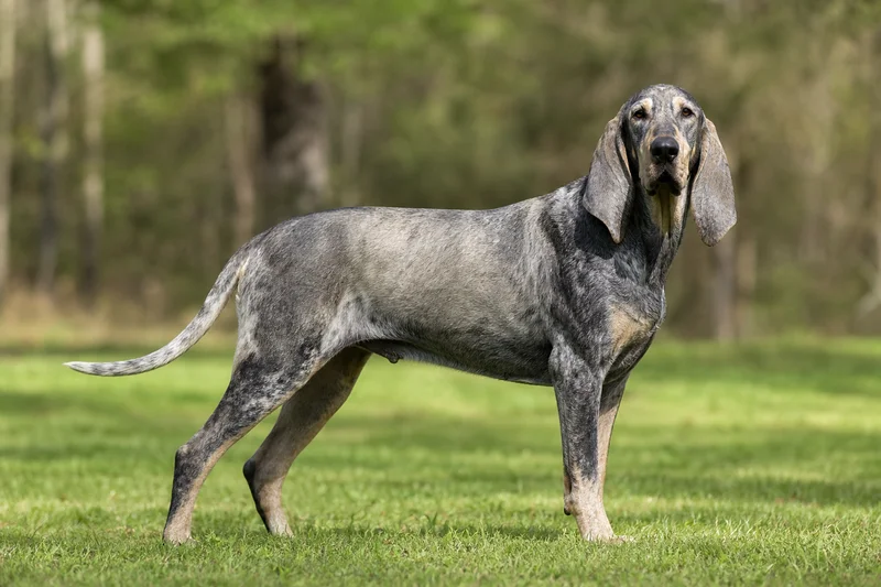 Grand Bleu de Gascogne — adult