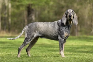 Grand Bleu de Gascogne — adult