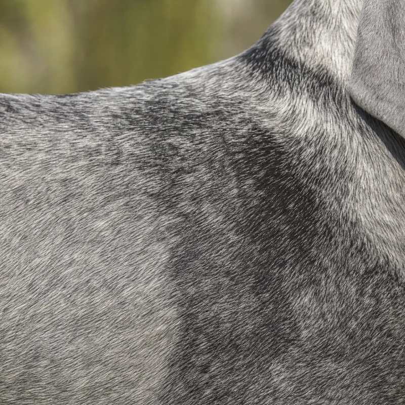 Grand Bleu de Gascogne — coat texture