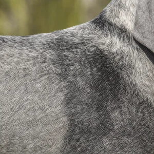 Grand Bleu de Gascogne — coat texture