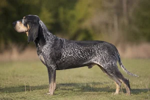 Grand Bleu de Gascogne — Blue mottled (black and white) with tan points coat