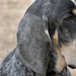 Grand Bleu de Gascogne — ears