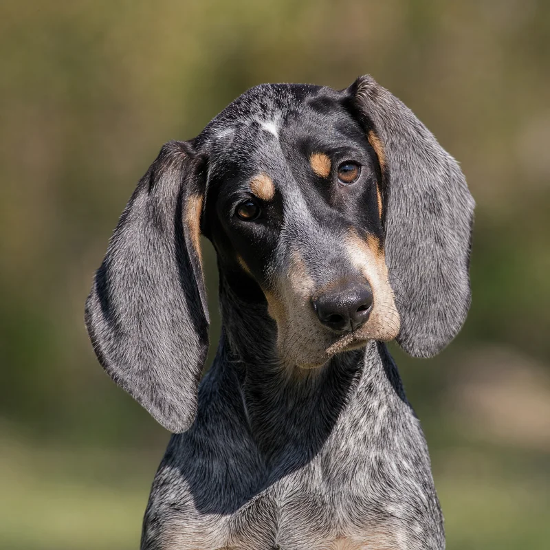 Grand Bleu de Gascogne — alert