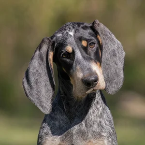 Grand Bleu de Gascogne — alert
