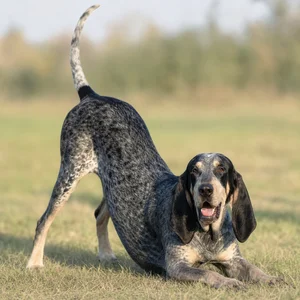 Grand Bleu de Gascogne — playful
