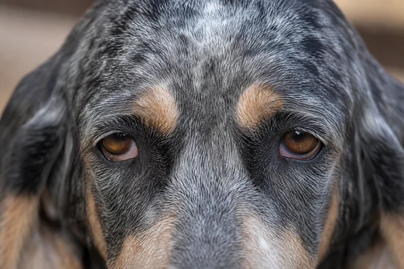 Grand Bleu de Gascogne — eyes