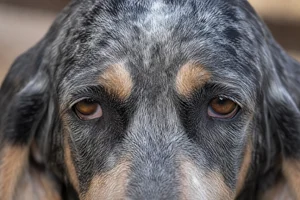 Grand Bleu de Gascogne — eyes