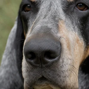 Grand Bleu de Gascogne — nose