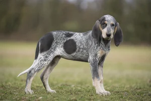 Grand Bleu de Gascogne — puppy (~4 mo)