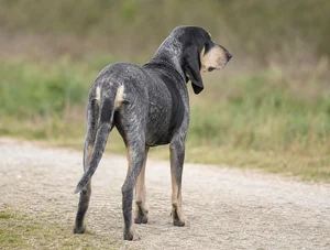 Grand Bleu de Gascogne — rear