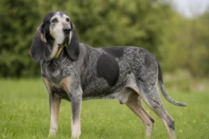 Grand Bleu de Gascogne — senior