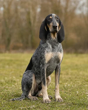 Grand Bleu de Gascogne — sitting