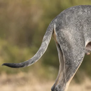 Grand Bleu de Gascogne — tail