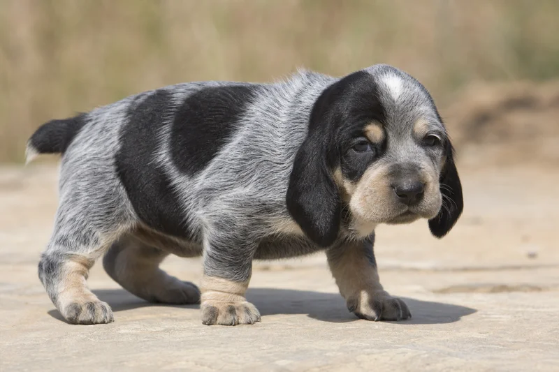 Grand Bleu de Gascogne — young puppy (~1 mo)