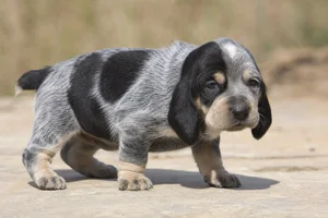 Grand Bleu de Gascogne — young puppy (~1 mo)