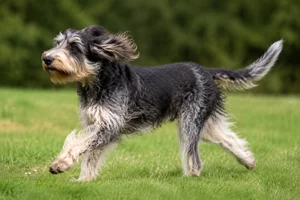 Grand Griffon Vendéen — running