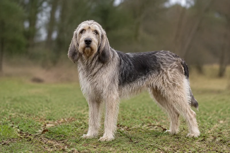 Grand Griffon Vendéen — adult