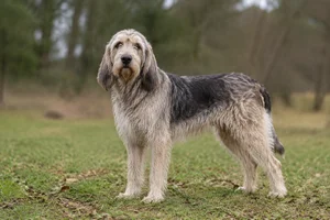 Grand Griffon Vendéen — adult