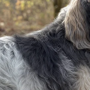 Grand Griffon Vendéen — coat texture