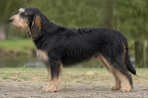Grand Griffon Vendéen — Black & Tan coat