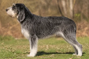 Grand Griffon Vendéen — Grizzle coat