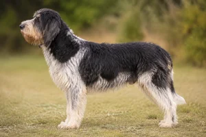 Grand Griffon Vendéen — Tricolor coat