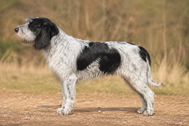 Grand Griffon Vendéen — White & Black coat