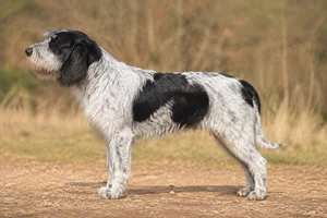 Grand Griffon Vendéen — White & Black coat