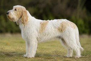 Grand Griffon Vendéen — White & Lemon coat