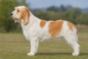 Grand Griffon Vendéen — White & Orange coat