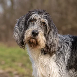 Grand Griffon Vendéen — alert
