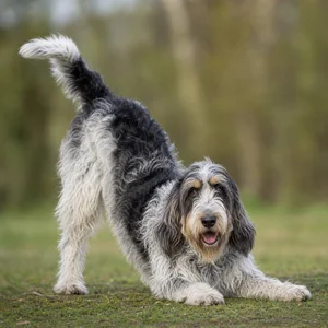 Grand Griffon Vendéen — playful