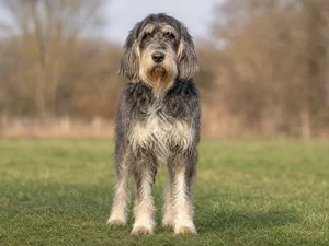 Grand Griffon Vendéen — front