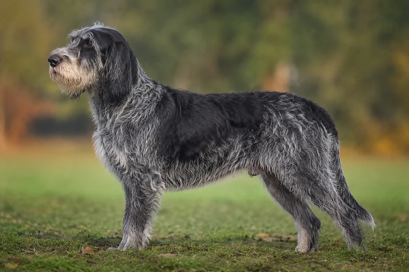 Grand Griffon Vendéen — side