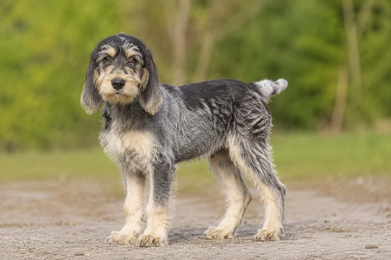 Grand Griffon Vendéen — puppy (~4 mo)