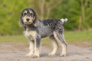 Grand Griffon Vendéen — puppy (~4 mo)