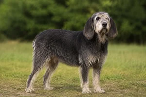 Grand Griffon Vendéen — senior