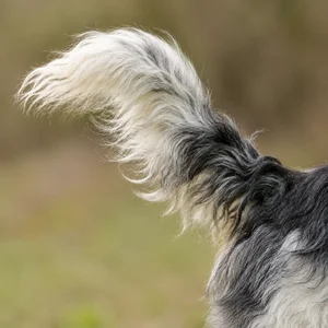 Grand Griffon Vendéen — tail